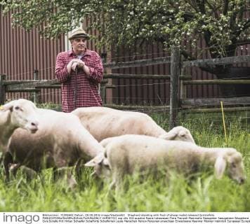 Shepherd standing with flock of sheep model released Symbolfoto  UUF007312