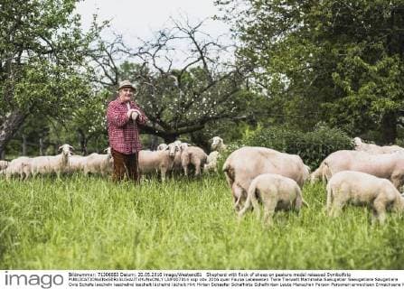 Shepherd with flock of sheep on pasture model released Symbolfoto  UUF007314
