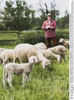 Shepherd with flock of sheep on pasture model released Symbolfoto  UUF007315