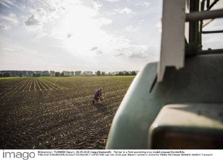 Farmer in a field examining crop model released Symbolfoto  UUF007356