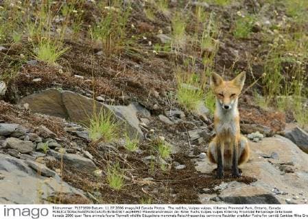The red fox, Vulpes vulpes, Killarney Provincial Park, Ontario, Canada  acp94993 MikexGrandmaison