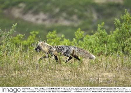 Red fox (cross phase) with rodent on the Dempster Highway near KM 72 close to the Tombstone Campground On the Dempster Highway Yukon Canada  acp95452 MikexGrandmaison