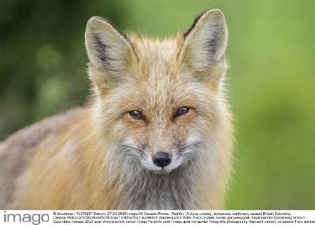 Red fox (Vulpes vulpes), temperate rainforest, coastal British Columbia, Canada  acp96515 WaynexLynch