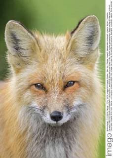 Red fox (Vulpes vulpes), temperate rainforest, coastal British Columbia, Canada  acp96516 WaynexLynch