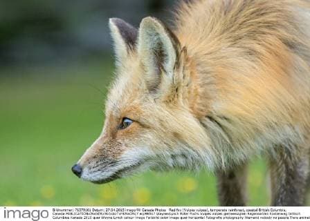 Red fox (Vulpes vulpes), temperate rainforest, coastal British Columbia, Canada  acp96517 WaynexLynch