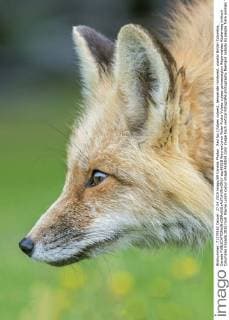 Red fox (Vulpes vulpes), temperate rainforest, coastal British Columbia, Canada  acp96518 WaynexLynch