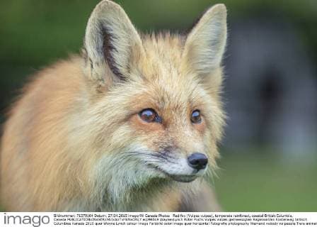 Red fox (Vulpes vulpes), temperate rainforest, coastal British Columbia, Canada  acp96519 WaynexLynch