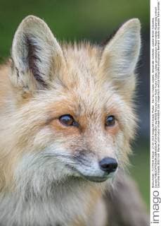 Red fox (Vulpes vulpes), temperate rainforest, coastal British Columbia, Canada  acp96520 WaynexLynch