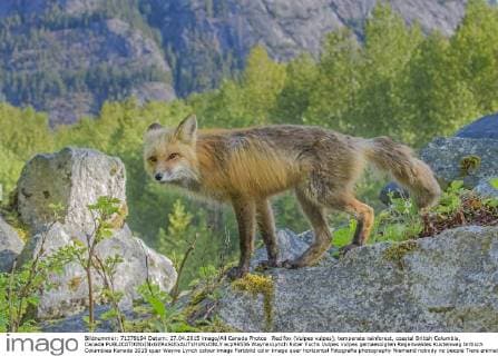 Red fox (Vulpes vulpes), temperate rainforest, coastal British Columbia, Canada  acp96536 WaynexLynch