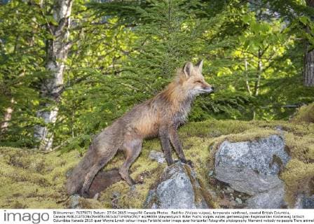 Red fox (Vulpes vulpes), temperate rainforest, coastal British Columbia, Canada  acp96554 WaynexLynch