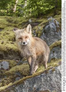 Red fox (Vulpes vulpes), temperate rainforest, coastal British Columbia, Canada  acp96555 WaynexLynch
