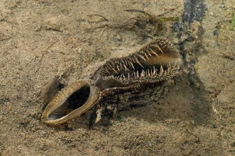 Muschel, Muscheln (Bivalvia), Muscheln im Donaudelta, Rumaenien, Donaudelta bivalves, mussels (Bivalvia), mussel in Danube delta, Romania, Danube Delta BLWS427606 Copyright: xblickwinkel G.xKunzx