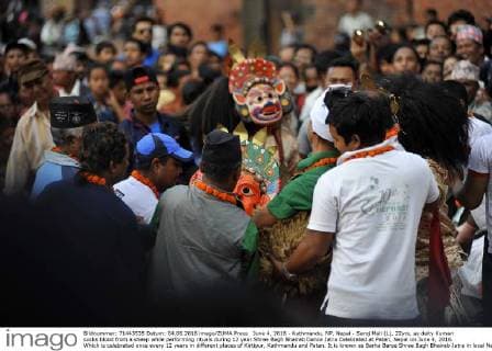 June 4, 2016 - Kathmandu, NP, Nepal - Saroj Mali (L), 22yrs, as deity Kumari sucks blood from a sheep while performing rituals during 12 year Shree Bagh Bhairab Dance Jatra Celebrated at Patan, Nepal on June 4, 2016. Which is celebrated once every 12 years in different places of Kirtipur, Kathmandu and Patan. It is known as Barha Barse Shree Bagh Bhairab Jatra in local Nepali language. Kathmandu Nepal  - ZUMAn230