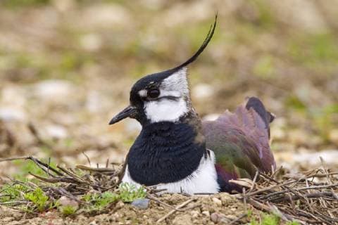 Kiebitz (Vanellus vanellus), bruetet auf dem Boden, Deutschland northern lapwing (Vanellus vanellus), breeding on the ground, Germany BLWS428720 Copyright: xblickwinkel McPHOTO R.xMuellerx