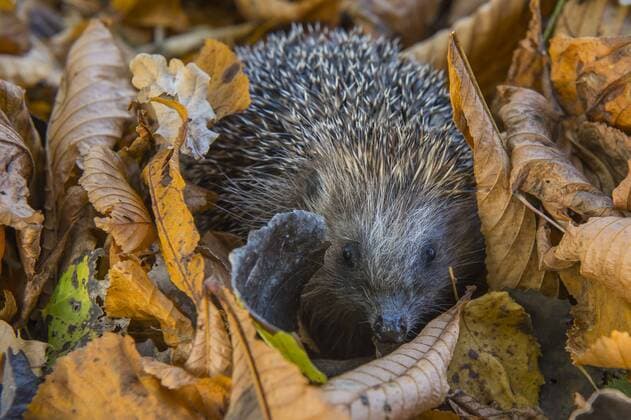 IMAGO Creative: Jahreszeit Herbst, Igel beziehen Winterquartier Europaeischer Igel, Herbstlaub, Erinaceidae, McPWRO McPWRO