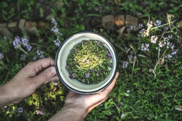 Woman s hands holding bowl of freshly picked thyme model released Symbolfoto  DEGF000813