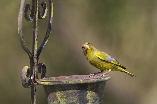 Gruenling, Gruenfink (Carduelis chloris), Maennchen sitzt auf Gartendekoration, Deutschland western greenfinch (Carduelis chloris), male sitting on garden decoration, Germany BLWS429702 Copyright: xblickwinkel F.xHeckerx