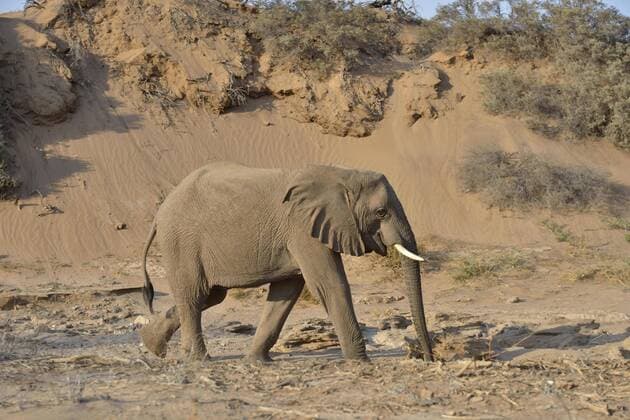 IMAGO Nature: Unsere Erde, Klimawandel, Dürren Wüstenelefant, Afrikanischer Elefant (Loxodonta africana), gräbt mit dem Rüssel nach wasser, Trockenflussbett des Huab, Damaraland, Namibia, Afrika Copyright: imageBROKER/FabianxvonxPoser ibxfvp04360051.jpg