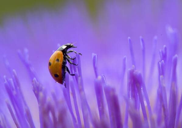 July 10, 2016 - Roseburg, Oregon, U.S - A ladybug climbs over a colorful blooming artichoke in the backyard garden of a home near Roseburg. Ladybugs are considered to be beneficial insects by most gardeners and farmers. Roseburg U.S. - ZUMAl31_