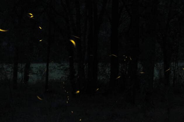 Thousands of fireflies come out to mate in the forests of Ejido Miguel Lira y Ortega, in Nanacamilpa in Tlaxcala, Mexico, on 12 July 2016. Every year during the months of July, August and September, these bioluminescent insects, a species endemic to the region, reaching the high forests of Tlaxcala to reproduce when the sun goes. Organizations in defense of animal protection, have stated that excessive tourism in the Sanctuary of the Fireflies, affects the habitat of the species, which has led to a decline in its population. EFE Hugo Ortuno TOURISM IN THE SANTUARIO DE LAS LUCIÉRNAGAS DECREASED THE POPULATION OF THE SPECIE !ACHTUNG: NUR REDAKTIONELLE NUTZUNG! MEX01 20160713-636039867173313992