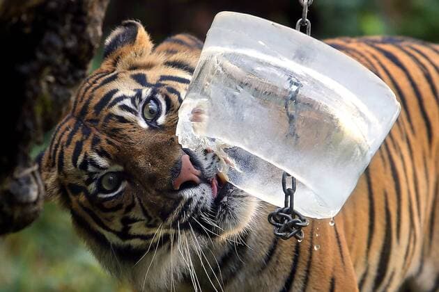 Sommer im Biopark in Rom Tiger eats meat into a block of ice Rome 13th July 2016. Biopark. Due to the hot weather, the animals of zoo are given ice or frozen yoghurt with food inside. The animals spend the hottest hours of the day into the water. SamanthaxZucchi