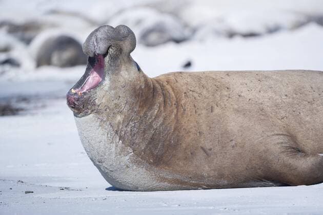 IMAGO Nature: Unsere Erde: Tierwelt: Hässliche Tiere Südlicher See-Elefant (Mirounga leonina), männlich, brüllt, Sea Lion Island, Südatlantik, Falklandinseln, Südamerika Copyright: imageBROKER/MarcoxSimoni ibxsim04374077.jpg