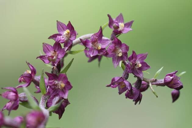 Braunrote Stendelwurz, Epipactis atrorubens  1064100481