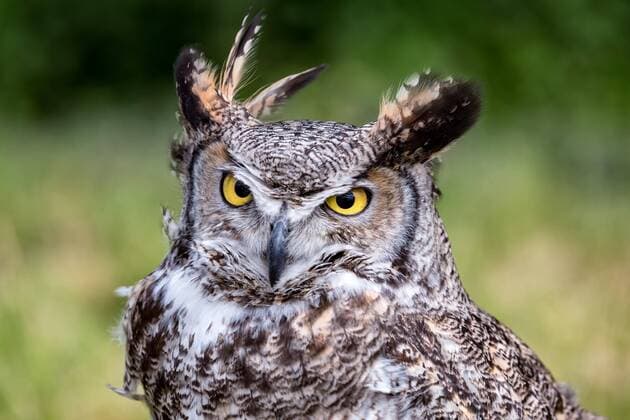 Fleckenuhu (Bubo africanus), Portrait Copyright: imageBROKER/KimxPetersen ibxkip04381884.jpg