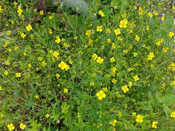 Blutwurz; Potentilla, erecta; gelbe; Blueten; gelb; Heilpflanze Bloodroot; Potentilla erecta;