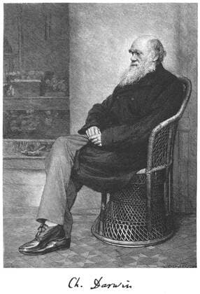Charles Darwin (1809-1882) Darwin English naturalist. Evolution by Natural Selection. Engraving from The Century Magazine , New York, January 1883 WHA  !ACHTUNG AUFNAHMEDATUM GESCHÄTZT! Copyright: WHA UnitedArchives0460000584