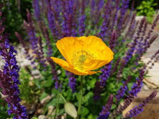 Islaendischer; Mohn; Papaver; nudicaule Icelandic; Poppy; Papaver; nudicaule;