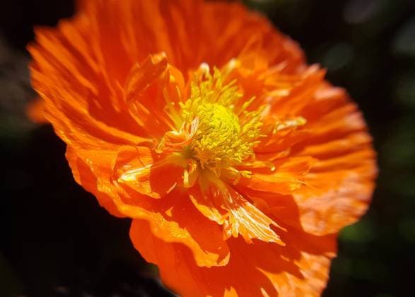 Islaendischer; Mohn; Papaver; nudicaule Icelandic; Poppy; Papaver; nudicaule;