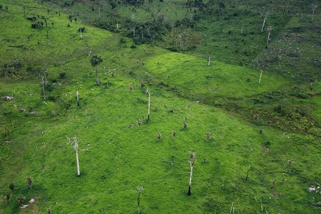 Mar 26, 2010 - Para Estate, Brazil - Cattle farmers in the Amazon. Pastures for ranching occupy 75 percent of deforested areas in the Amazon, with most of the deforestation being illegal. As a result, this sector has been the target of enforcement activities and environmental campaigns. In 2009, IBAMA (The Brazilian Environmental Agency) and the Federal Public Prosecution Service began legal action against ranches and meat-packing plants in Para to avoid the marketing of cattle obtained from illegally deforested areas. According Imazon (Amazon Instutute of People and the Environment), the only way to make this activity possible in Amazon is doing land title regularization, environmental enforcement and actions against clandestine slaughter, support for forest conservation, and increased productivity in already deforested areas. - ZUMArb2_