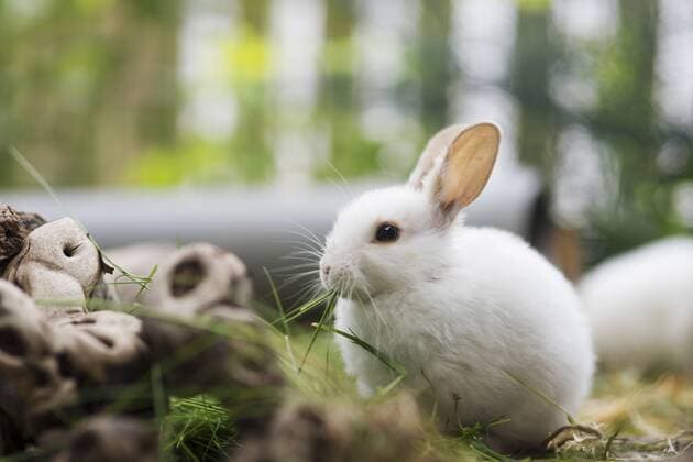 Little hare in enclosure  CHPF000229