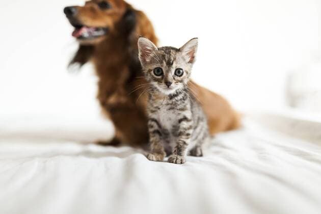 Portrait of tabby kitten sitting on bed with long-haired dachshund in the background property released  VABF000707