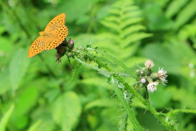 Der Kaisermantel ( Argynnis paphia ) ist ein Schmetterling ( Tagfalter ) aus der Familie der Edelfalter ( Nymphalidae ). Er ist der größte mitteleuropäische Perlmutterfalter. Schmetterling Kaisermantel