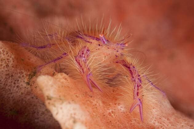 Hairy squat lobster (Lauriea siagiani) amongst a pink and orange colored sponge, Tulamben, Bali, Indonesia.  Copyright: StevexJones StocktrekxImages SJN400584U