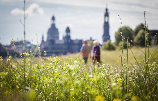 Eine blühende Wiese in Dresden Nahe MArienbrücke. Im Hintergrund Frauenkirche und Hofkirche.