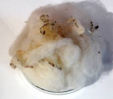 Sample of fleece from Dolly the Sheep. Dolly was the first mammal to ever be cloned from an adult animal and raised many ethical issues and debates. WHA  !ACHTUNG AUFNAHMEDATUM GESCHÄTZT! Copyright: WHA UnitedArchivesWHA_071_0871