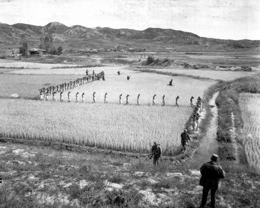 North Korean prisoners, taken by the Marines in a foothills fight, march single file across a rice paddy, 1950.  Copyright: StocktrekxImages stk106000m