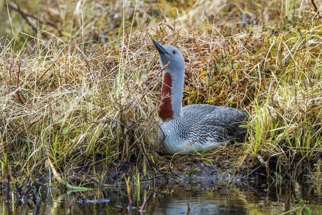 Sterntaucher, Stern-Taucher (Gavia stellata), bruetet auf dem Nest, Norwegen, Lofoten red-throated diver (Gavia stellata), breeds on its nest, Norway, Lofoten Islands BLWS433364 Copyright: xblickwinkel H.xDutyx