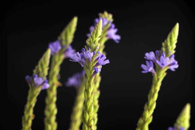 Lanzen-Verbene, Lanzenverbene, Lanzen-Eisenkraut, Lanzeneisenkraut (Verbena hastata), Bluetenstaende vor schwarzem Hintergrund blue vervain (Verbena hastata), inflorescences in front of black background BLWS433697 Copyright: xblickwinkel G.xFranzx
