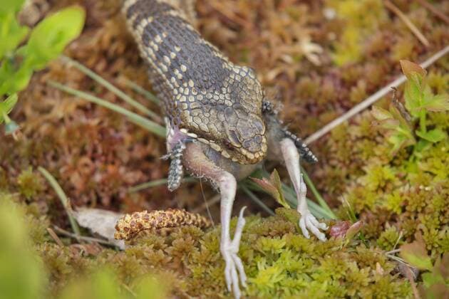 Kreuzotter, Kreuz-Otter (Vipera berus), Weibchen verschlingt einen Jungvogel, Portraet, Deutschland, Bayern, Bayerischer Wald Nationalpark adder, common viper, common European viper, common viper (Vipera berus), female gorging a young bird, portrait, Germany, Bavaria, Bavarian Forest National Park BLWS434456 Copyright: xblickwinkel R.xSturmx