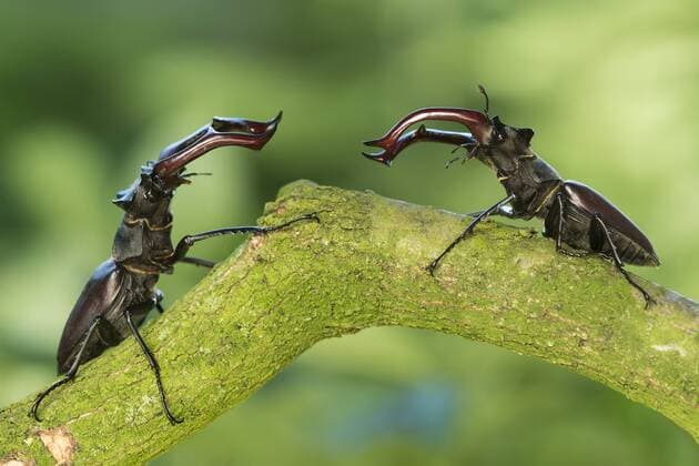 Hirschkaefer, Hirsch-Kaefer, Hornschroeter, Feuerschroeter, Donnergugi (Lucanus cervus), zwei kaempfende Maennchen auf einem Ast, Seitenansich, Deutschland, Niedersachsen stag beetle, European stag beetle (Lucanus cervus), two fighting males on a branch, side view, Germany, Lower Saxony BLWS435257 Copyright: xblickwinkel McPHOTO W.xRolfesx