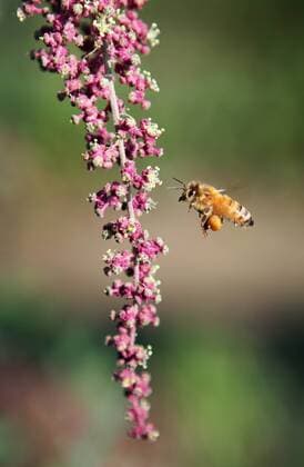 IMAGO Nature: Unsere Erde, Klimawandel, Ernährung, Pflanzen der Zukunft, Quinoa PARLIER, CA 10 21 09 LIF CEK HMONG HERBS.A bee buzzes around a quinoa plant in the Hmong herb garden at the UC Kearney Ag REsearch Center in Parlier. Many of the herbs grown in the garden are used for both medicinal and culinary purposes..CRAIG KOHLRUSS THE FRESNO BEE - ZUMAf26_