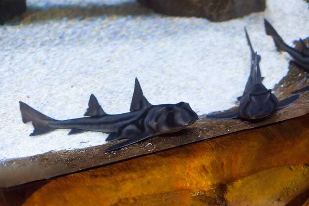 Port Jackson Stierkopfhai - Siegerehrung zu Deutschland sucht den Superfisch im SEA LIFE Berlin am 29.08.2016. Zehn Wochen lang hat das SEA LIFE Berlin die Besucher befragt, wer ihr Lieblingsbewohner des Aquariums ist. Deutschland sucht den Superfisch