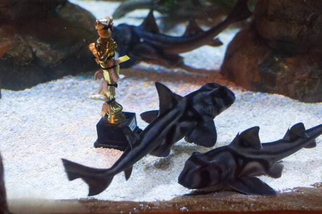 Port Jackson Stierkopfhai - Siegerehrung zu Deutschland sucht den Superfisch im SEA LIFE Berlin am 29.08.2016. Zehn Wochen lang hat das SEA LIFE Berlin die Besucher befragt, wer ihr Lieblingsbewohner des Aquariums ist. Deutschland sucht den Superfisch