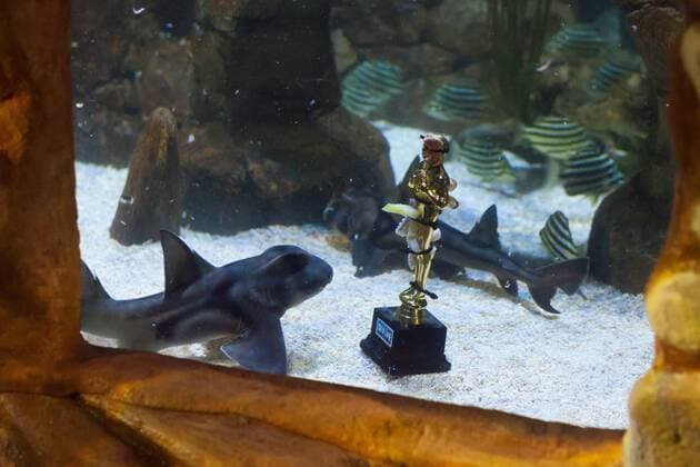 Port Jackson Stierkopfhai - Siegerehrung zu Deutschland sucht den Superfisch im SEA LIFE Berlin am 29.08.2016. Zehn Wochen lang hat das SEA LIFE Berlin die Besucher befragt, wer ihr Lieblingsbewohner des Aquariums ist. Deutschland sucht den Superfisch