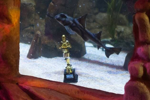 Port Jackson Stierkopfhai - Siegerehrung zu Deutschland sucht den Superfisch im SEA LIFE Berlin am 29.08.2016. Zehn Wochen lang hat das SEA LIFE Berlin die Besucher befragt, wer ihr Lieblingsbewohner des Aquariums ist. Deutschland sucht den Superfisch