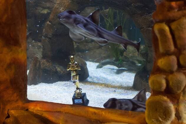 Port Jackson Stierkopfhai - Siegerehrung zu Deutschland sucht den Superfisch im SEA LIFE Berlin am 29.08.2016. Zehn Wochen lang hat das SEA LIFE Berlin die Besucher befragt, wer ihr Lieblingsbewohner des Aquariums ist. Deutschland sucht den Superfisch